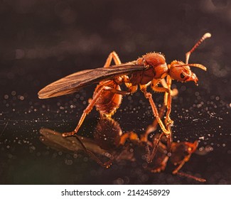 Queen Of The Leaf Cutter Ant Acromyrmex Octospinosus With Wings