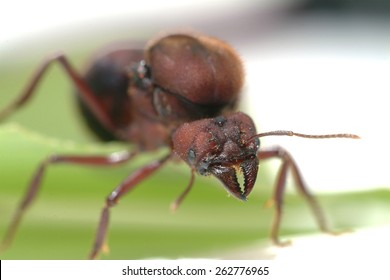 Queen Leaf Cutter Ant On Green Leaf.