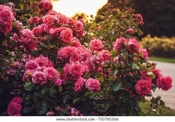 ロンドン クイーン メアリーズ ローズ ガーデンズ 17年8月28日 バラの園 の写真素材 今すぐ編集