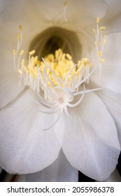 The Queen Of The Night In Bloom (macro Photography)