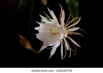 1,831 Queen of night cactus Images, Stock Photos & Vectors | Shutterstock