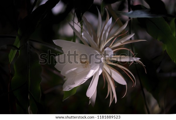 Epiphyllum Oxypetalum Cactus Plant Night Blooming With Charming Bewitchingly Fragrant Large White Flowers Against A Black Background