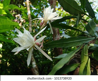 Epiphyllum Oxypetalum High Res Stock Images Shutterstock