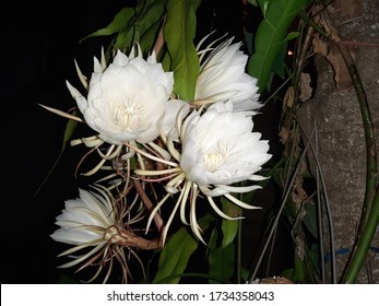 Queen Of The Night Flower Bloom At Our Garden