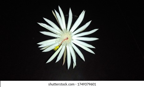 Queen Of The Night Flower ( Epiphyllum Oxypetalum - Kadupul Flower )