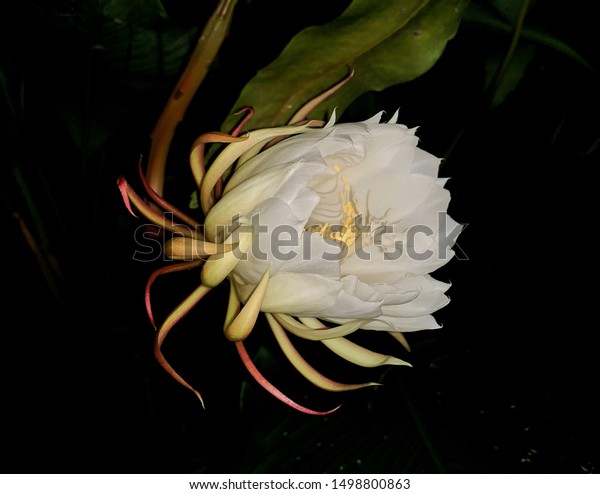 Queen Night Flower Known Bunga Bakawali Stock Photo Edit Now 1498800863