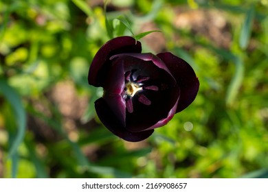 Queen of Night tulip. Black tulips. Tulips background. Dark tulips. Purple tulips. Queen of the Night tulip. Floral backdrop. Blooming tulip. Tulip buds.