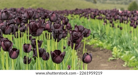 Queen of night tulips in a field of Argentine Patagonia