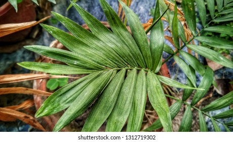 Queen Palm Green Leaves Plant