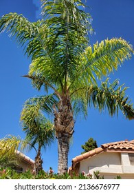 Queen Palm Tree In Arizona 