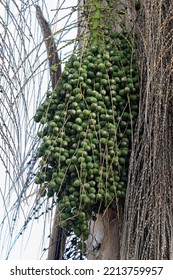 queen palm tree fruit