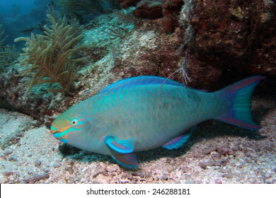 A Queen Parrotfish Swims Along A Coral Reef In The Florida Keys National Marine Sanctuary.