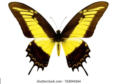Real Butterfly Images Stock Photos Vectors Shutterstock