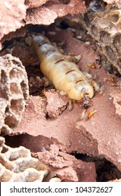 Queen Termite