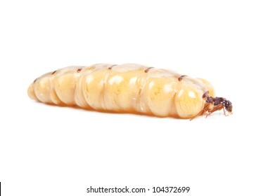 Queen termite