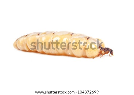 Queen termite