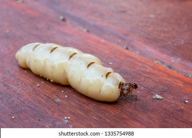 The queen termite on wooden texture background with selective focus, macro