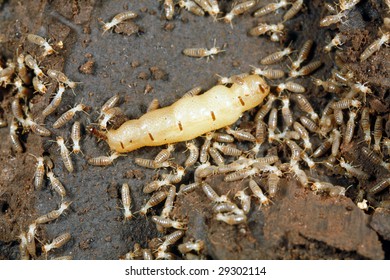 Queen termite surrounded by workers in the Peruvian Amazon