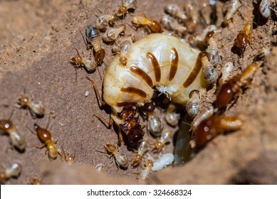 Queen termite surrounded by workers