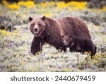 Queen of the Teton