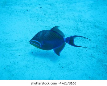 Queen Triggerfish