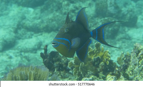 Queen Triggerfish