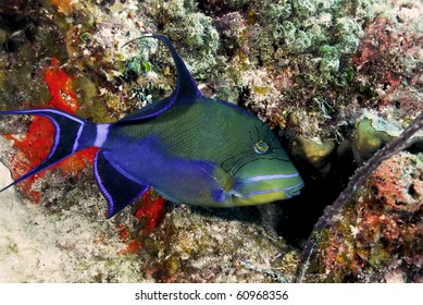 Queen Triggerfish