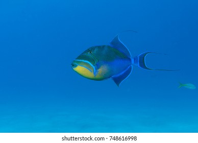 Queen Triggerfish