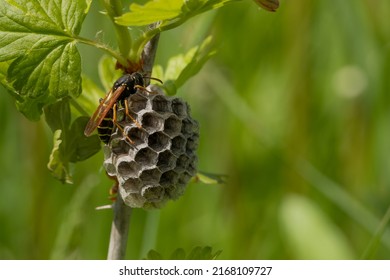 
Queen Wasp On The Nest