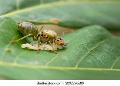 Queen Weaver Ant With Her Eggs On Longan Leaf