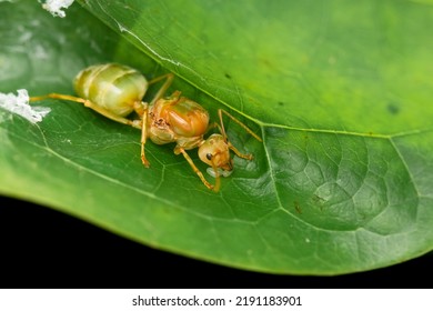 Queen Of Weaver Ant With Her Eggs On The Leaf. Selective Focus Used.