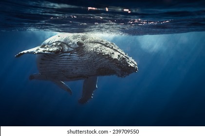 Queen whale.
