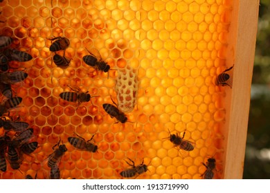 Queenbee High Res Stock Images Shutterstock