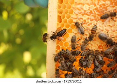 Queenbee High Res Stock Images Shutterstock