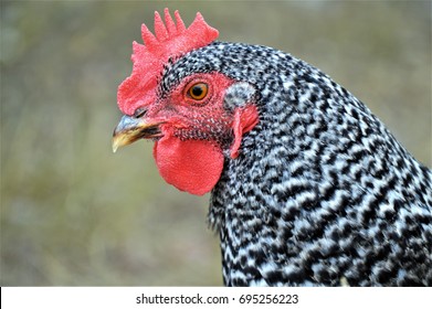 Queenie: The Barred Plymouth Rock Chicken