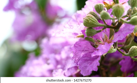 Pyinma Images, Stock Photos & Vectors | Shutterstock