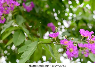 Pyinma Images, Stock Photos & Vectors | Shutterstock