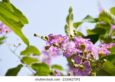 1,417 Inthanin flowers Images, Stock Photos & Vectors | Shutterstock