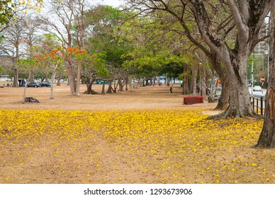 Queen`s Park Savannah, Port Of Spain, Trinidad