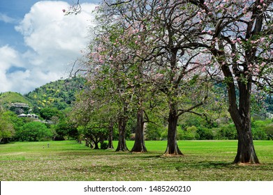 Queens Park Savannah Port Of Spain,Trinidad