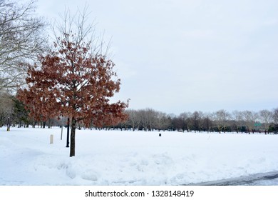 Queens Park Winter