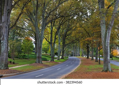 Queens Road West in Charlotte North Carolina during the fall season