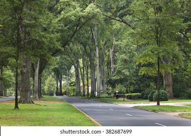 Queens Road West in Myers Park in the summer with tall Willow Oaks