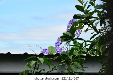 Queens Wreath, Purple Wreath Flower