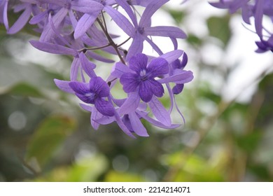 Queens Wreath, Purple Wreath Flower