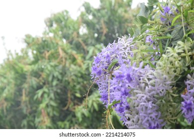 Queens Wreath, Purple Wreath Flower