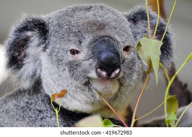 QUEENSLAND, AUSTRALIA - DECEMBER 16, 2015. Koala among eucalyptus leaves.