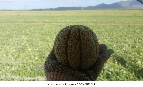 QUEENSLAND, AUSTRALIA - JULY 24, 2018: Tiny Rockmelon Fruit Look Like Orange On Woman Backpacker Sorter Wearing Gloves Hand With Melon Fields At Rapisarda Farms, Australia.