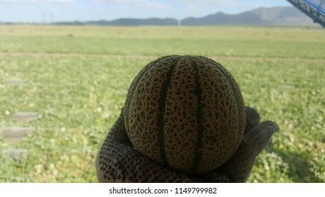 QUEENSLAND, AUSTRALIA - JULY 24, 2018: Tiny Rockmelon Fruit Look Like Orange On Woman Backpacker Sorter Wearing Gloves Hand With Melon Fields At Rapisarda Farms, Australia.