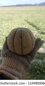 QUEENSLAND, AUSTRALIA - JULY 24, 2018: Tiny Rockmelon Fruit Look Like Orange On Woman Backpacker Sorter Wearing Gloves Hand With Melon Fields At Rapisarda Farms, Australia.